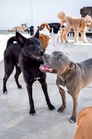 Rancho san diego animal hospital in el cajon, ca is a full service companion animal hospital. Dog Days San Diego