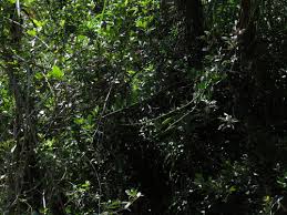 Image result for Capparis citrifolia