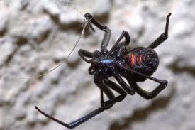I was bitten by one, and the doctor told me that if you make it through the first 24 the closest spider that comes within that description is the black widow. Black Widow Spider Poisoning In Dogs Symptoms Causes Diagnosis Treatment Recovery Management Cost