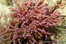 Image result for Microcoelia corallina
