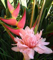 Heliconia Pink Torch Ginger Hawaiian Poster Prints Plants