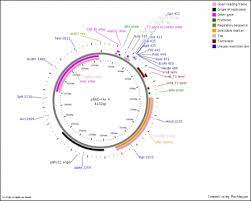 Andrea putnam, geraldine seydoux, in methods in enzymology, 2021. Pbad His A Ecoliwiki