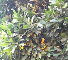 Image result for Chrysophyllum