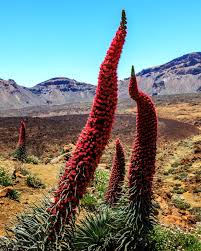 Image result for Echium