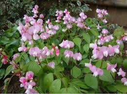 Image result for Lathyrus