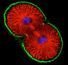 Maybe you would like to learn more about one of these? Who Developed The Cell Theory Quora