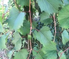 Image result for Vitis sp.