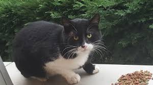 Kedi kaçırmak için bahçenize sokmayın derim ben.(aynı şekilde evde yün giysileri korumak için kullanılması da sağlık açısından riskli) bauhaus gibi yapı. Sokak Hayvanlari Icin Yapilabilecek 11 Iyilik Indigo Dergisi