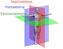 Die liste von reimen für den begriff medianebene sind sowohl redaktionell gepflegt als auch automatisch generiert. Sagittalebene Wikipedia