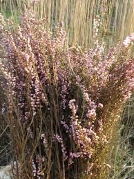 Teinture Avec Calluna Vulgaris Heather Teinture Vegetale Teinture Brande