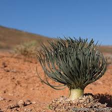 Image result for Gethyllis