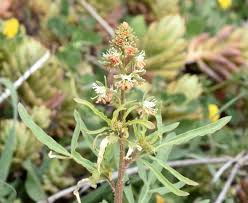 Image result for Resedaceae