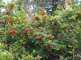 Image result for Triraphis schinzii