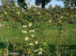 All of our clematis are two year old. Zielono Zakreceni Powojnik Clematis Anita 1 1
