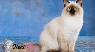 Ragdoll Kedisi Ozellikleri Ve Bakimi Kedi Blog
