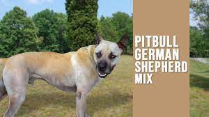 A pitbull shepherd mix temperament is a major point of contention for most prospective dog owners. German Shepherd Pitbull Mix Complete Dog Breed Information Petmoo