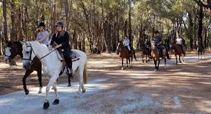 Zia Park Horse Trail Riding Trail Riding Horses Horse Trail Trail Riding