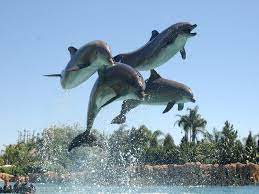 Dolphin Cove Ocho Rios Negril Jamaica Buy 1 Dolphin Program 2nd Free Www Jamaicatravelsaver Com Ocho Rios Jamaica Montego Bay Jamaica Jamaica Vacation