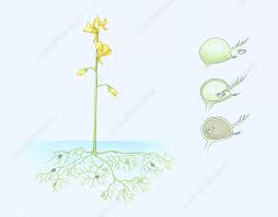 Image result for Utricularia sp.no.1