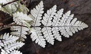 Image result for Aleuritopteris farinosa