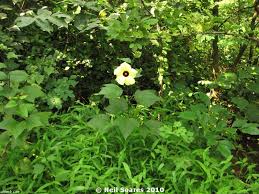 Image result for Azanza lampas