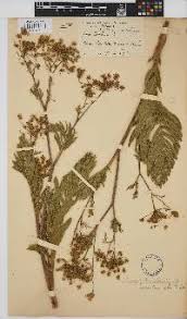 Image result for Sium repandum