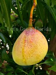 Image result for Mangifera