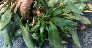 Image result for Sphaeropsis tumefaciens oleander symptoms