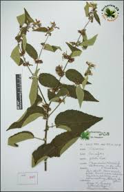 Image result for Triumfetta pilosa