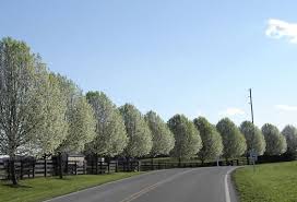 Find photos of flowering pear tree. Gc6xkrn Bradford Pear Traditional Cache In New York United States Created By K E T