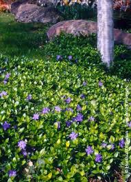 Image result for Vinca minor