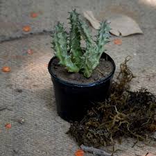 Image result for Huernia levyi