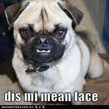 Funny Pug Dog Pictures 35 Pics Pug Dog Pictures Pugs Funny Funny Dog Pictures