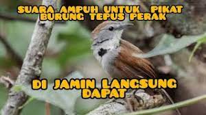 Suara pikat burung tepus terbaru gratis dan mudah dinikmati. Suara Asli Burung Tepus Pipi Perak Crescent Chested Babbler