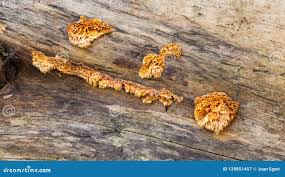 Image result for Pycnoporellus alboluteus