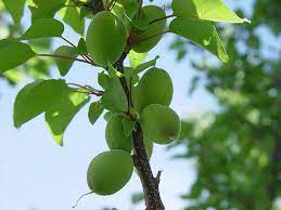 Always get rid of diseased, damaged, or dead branches. Apricot Diseases And Pests Description Uses Propagation