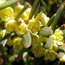 Image result for Clutia