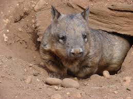 Image result for Common wombat