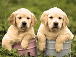 Kopek Kendini Hayati Ve Dunyayi Nasil Anlatir Labrador Retrievers Sevimli Kopek Yavrulari Labradors