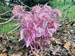 Image result for Epipactis