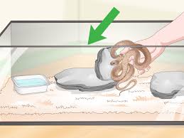 You get him home and all of a sudden, he shows. How To Get Rid Of Mites On Snakes 15 Steps With Pictures