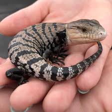 Awesome Little Halmahera Blue Tongue Skink Pet Lizards Reptiles Pet Cute Reptiles