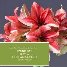 Free Amaryllis Flower Bulbs For Sale Amaryllis Seasonal Flowers