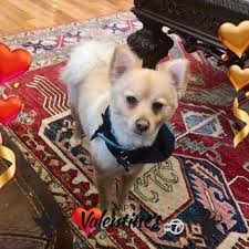 We are state of the art in loving care! All Pets Medical Surgical Center 24 Photos 87 Reviews Veterinarians 3070 W Temple Ave Phillips Ranch Ca Phone Number