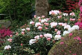Rhododendron Yakushimanum Super Wet Pinterest