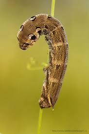 Black And Red Caterpillar Maine Elephant Hawk Moth Deilephila Elpenor Hawk Moth Moth Elephant