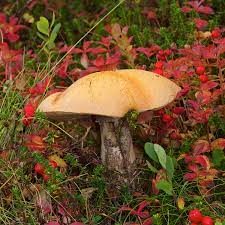 Leccinum versipelle - Wikiwand