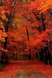 Closeup Nature Trees Autumn Leaves Plants Bokeh Flora Depth Of Fall Wallpaper Fall Backgrounds Iphone Autumn Nature