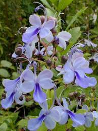 Image result for Clerodendrum fasciculatum