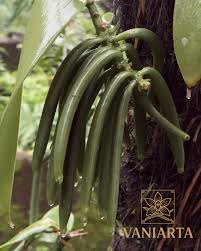 Image result for Vanilla roscheri